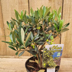 Olea Europaea Mini Standard Olive Tree (1.5-Litre Pot) image 0