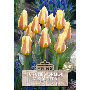 Tulip 'Miskodeed' (10 bulbs) image 0