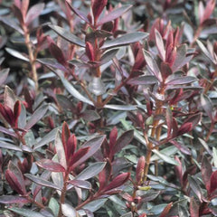 Hebe 'Pascal' image 0