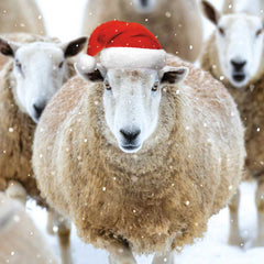 Ling Design Charity Christmas Cards - Festive Sheep (Pack of 6) image 0