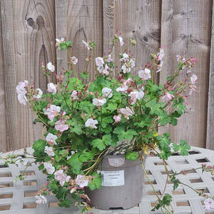 Geranium ‘St Ola’ (3-Litre Pot) image 0