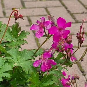 Geranium x cantabrigiense ‘Intense’ (3-Litre Pot) image 1
