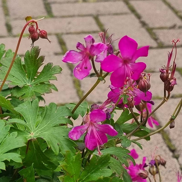 Geranium x cantabrigiense ‘Intense’ (3-Litre Pot) image 1