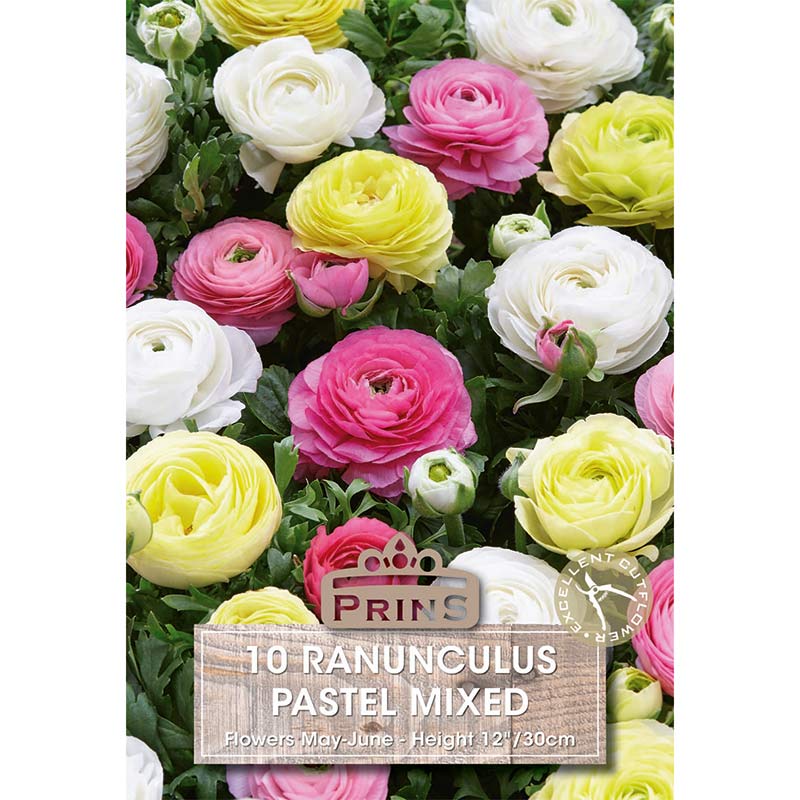 Ranunculus Pastel Mixed (10 Bulbs) image 0