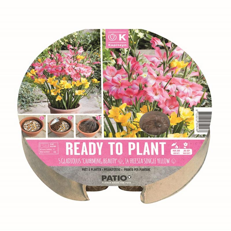 Ready to Plant Gladiolus ‘Charming Beauty’ & Freesia Single Yellow 24cm/9.5″ (19 bulbs) image 0