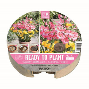 Ready to Plant Gladiolus ‘Charming Beauty’ & Freesia Single Yellow 24cm/9.5″ (19 bulbs) image 0