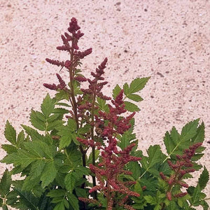 Astilbe Younique Carmine (2-Litre Pot) image 1