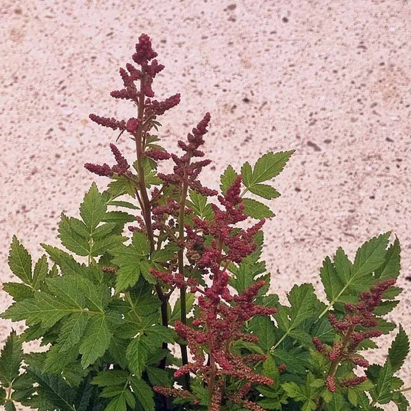 Astilbe Younique Carmine (2-Litre Pot) image 1