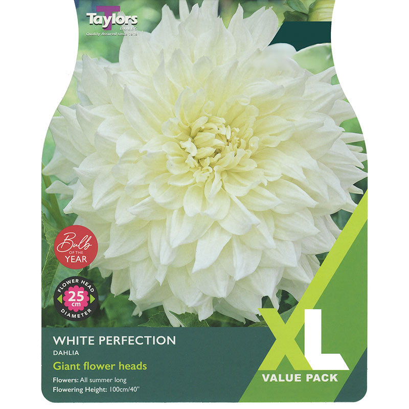 Dahlia ‘White Perfection’ (2 Tubers) image 0
