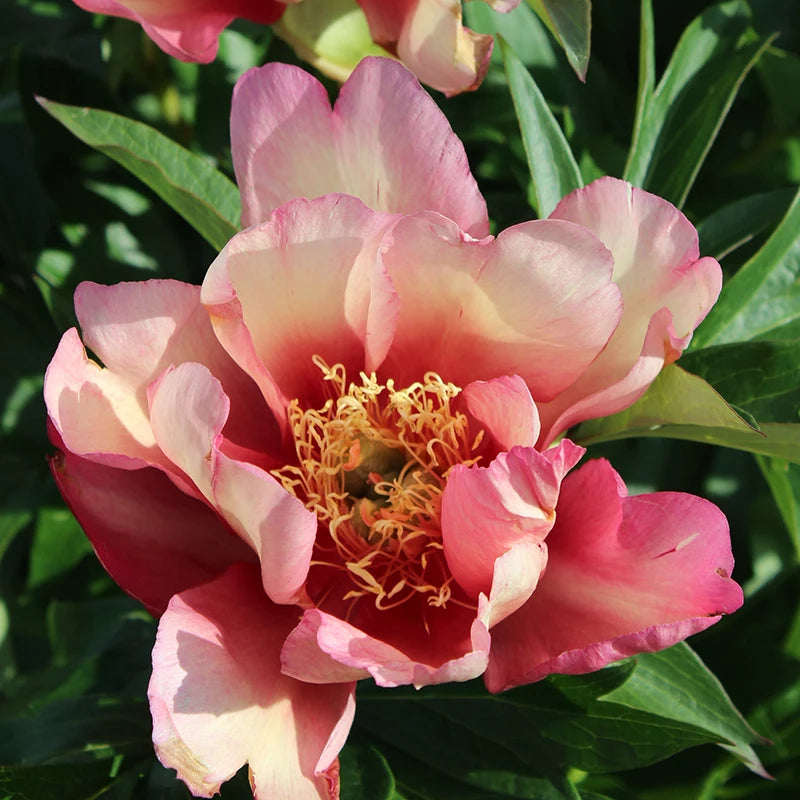 Peony 'Julia Rose' image 0