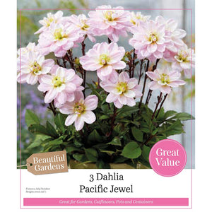 Dahlia Pacific Jewel (3 Tubers) image 0