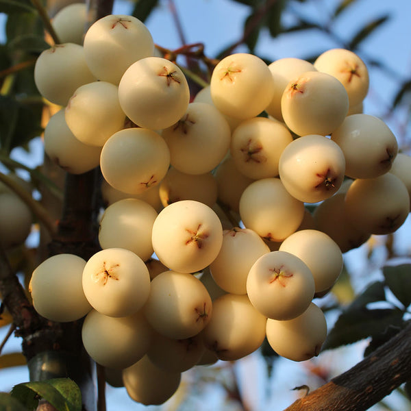Sorbus cashmiriana Tree (Kashmir Rowan) (12-Litre Pot) image 0