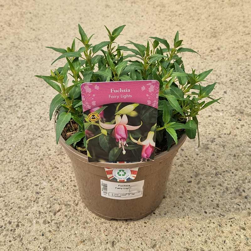 Fuchsia ‘Fairy Lights’ (3-Litre Pot) image 0