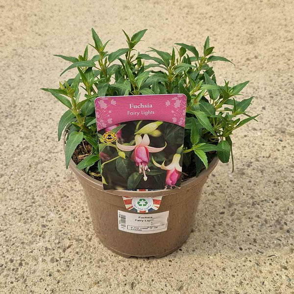 Fuchsia ‘Fairy Lights’ (3-Litre Pot) image 0