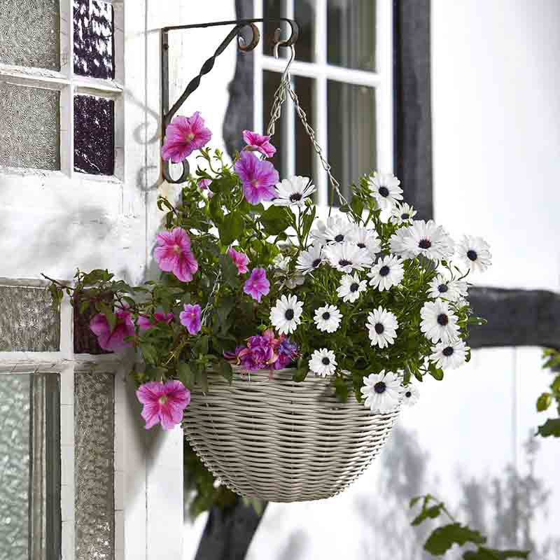 Smart Garden Seashell Faux Rattan Hanging Basket (14-inch) image 0