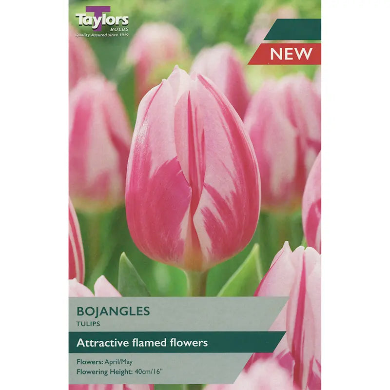 Tulip 'Bojangles' (6 Bulbs) image 0