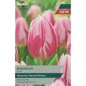 Tulip 'Bojangles' (6 Bulbs) image 0