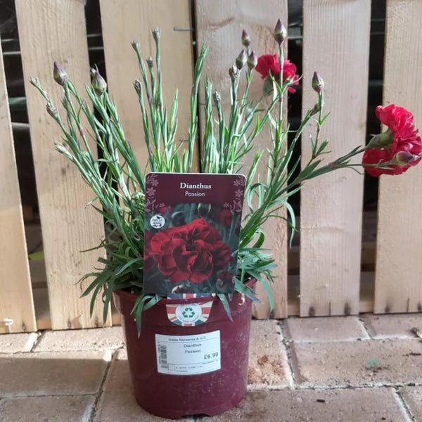 Dianthus 'Passion' image 5