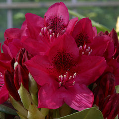 Rhododendron ‘Nova Zembla’ (7.5-Litre Pot) image 0