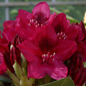Rhododendron ‘Nova Zembla’ (7.5-Litre Pot) image 0