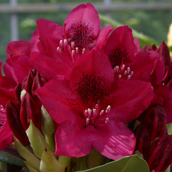 Rhododendron ‘Nova Zembla’ (7.5-Litre Pot) image 0