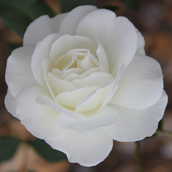 Whartons Roses ‘Iceberg’ Climbing Rose (4-Litre Pot) image 0