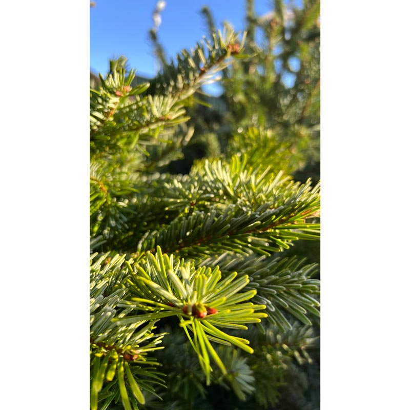 Nordmann Fir Standard Cut Real Christmas Tree image 0