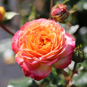 Whartons Roses ‘Meteor’ Shrub Rose (3-Litre Pot) image 2