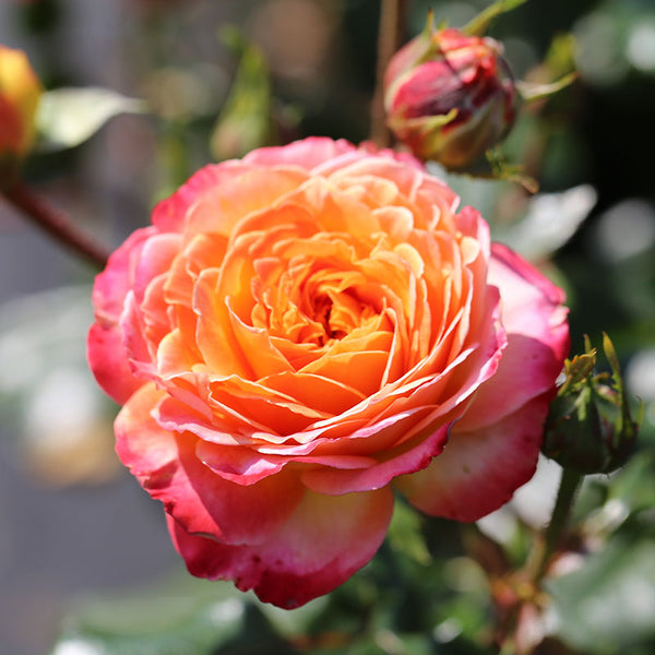 Whartons Roses ‘Meteor’ Shrub Rose (3-Litre Pot) image 2