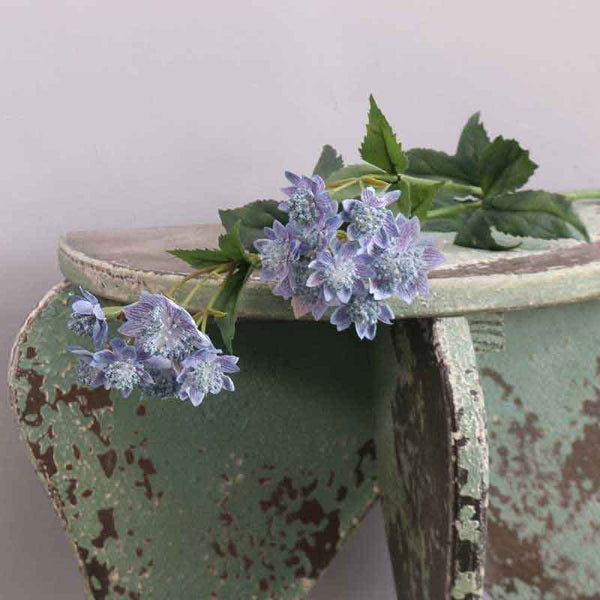 Blue Astrantia Stem -14 Flowers (50cm) image 0