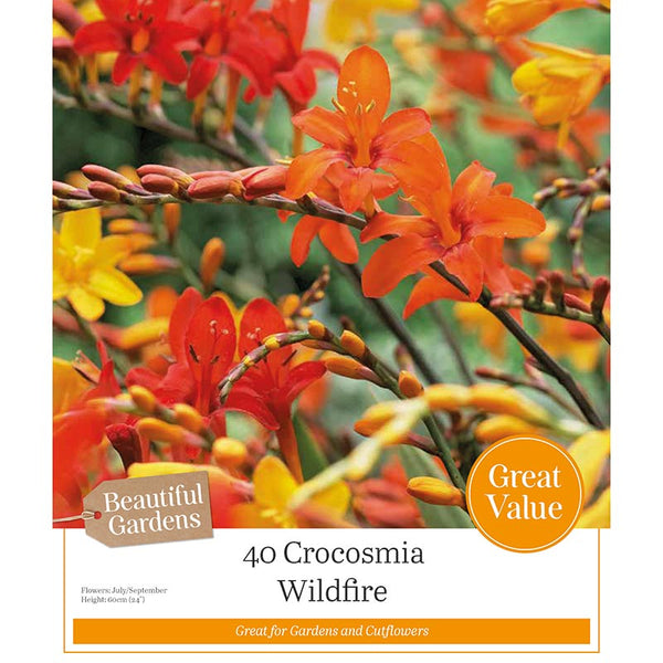 Crocosmia Wildfire (40 Bulbs) image 0