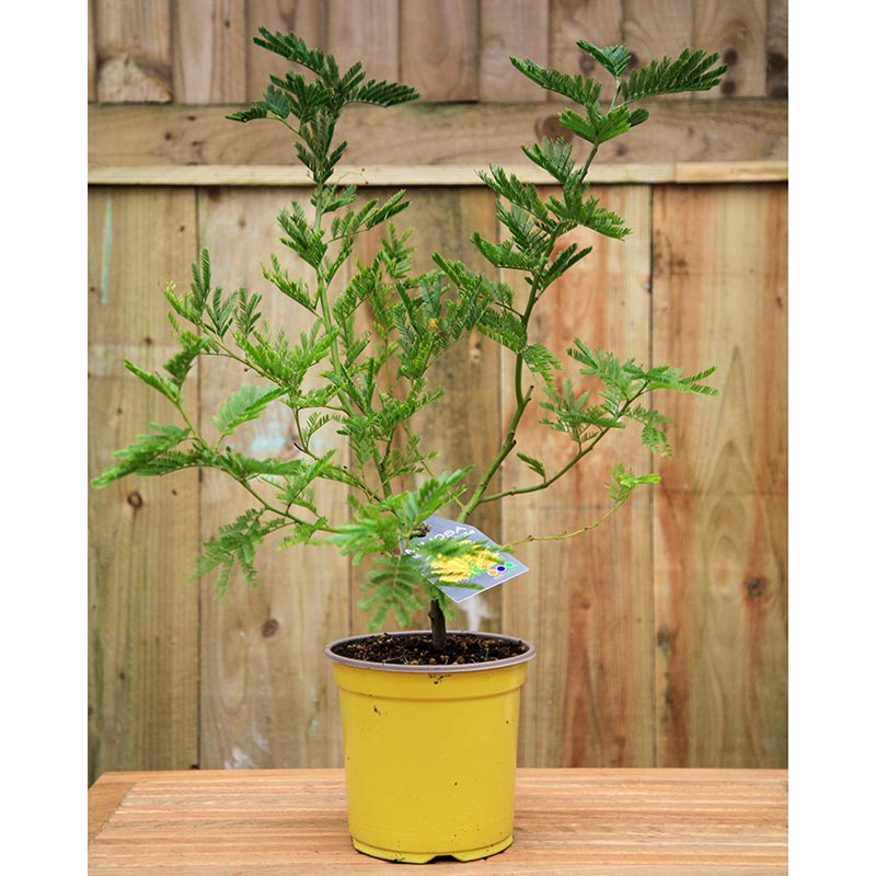 Acacia Armata Mimosa image 0