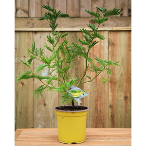 Acacia Armata Mimosa image 0