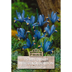 Iris 'Gordon' (15 bulbs) image 0