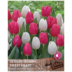 Tulip 'Sweet Heart' (25 bulbs) image 0