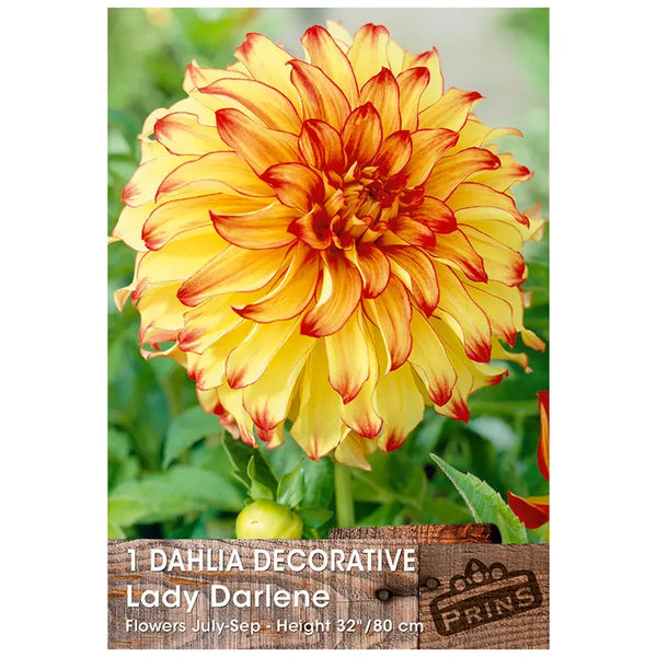 Dahlia Decorative 'Lady Darlene' (1 tuber) image 0