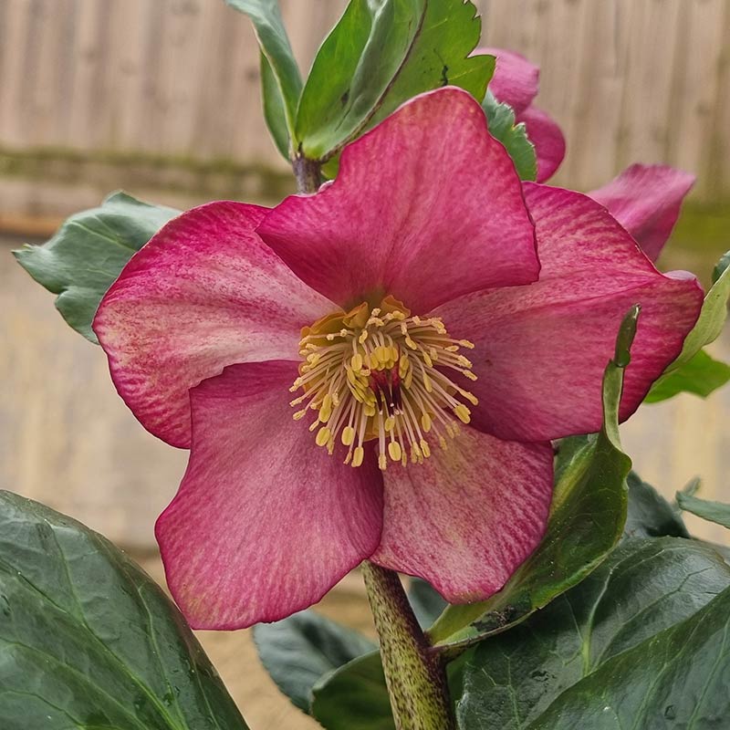 Helleborus 'HGC® Winter Ballet Karli' image 0