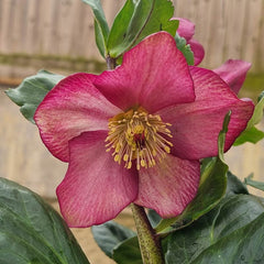 Helleborus 'HGC® Winter Ballet Karli' image 0