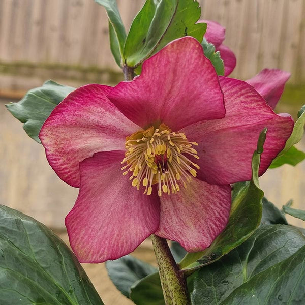 Helleborus 'HGC® Winter Ballet Karli' image 0