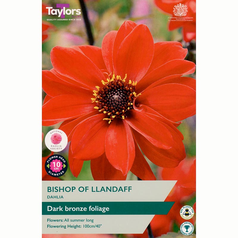 Dahlia 'Bishop of Llandaff' with Red Flowers (1 Tuber) image 0