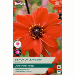 Dahlia 'Bishop of Llandaff' with Red Flowers (1 Tuber) image 0
