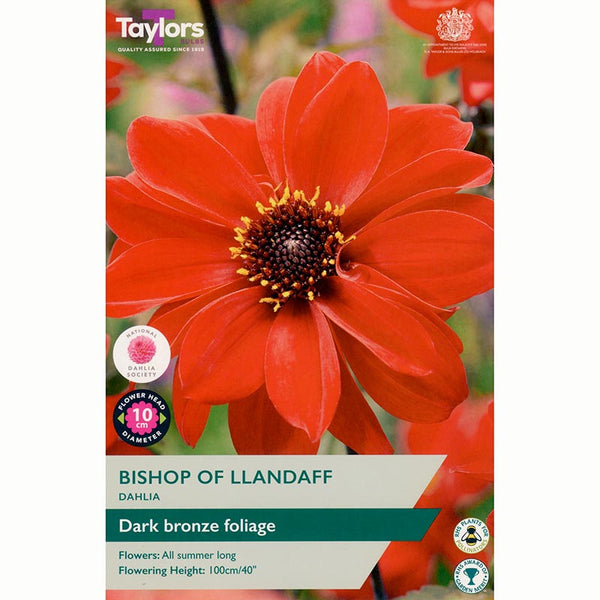 Dahlia 'Bishop of Llandaff' with Red Flowers (1 Tuber) image 0