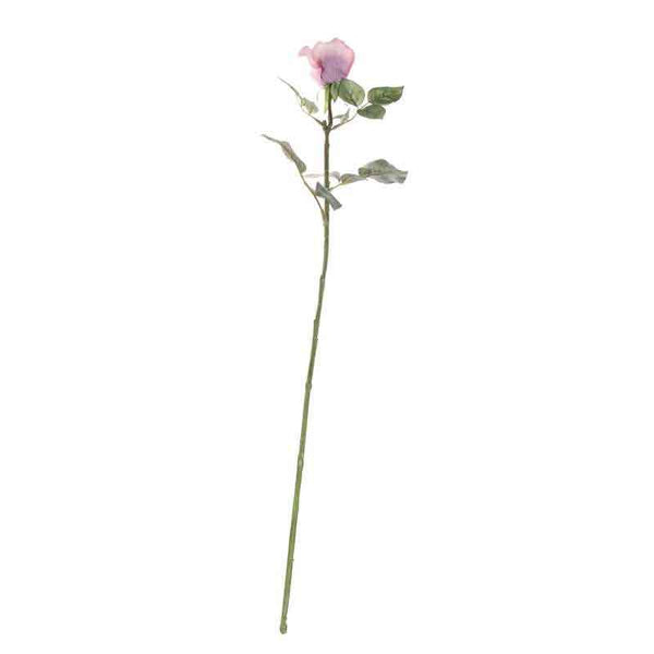 Single Antique Pink Celia Rose Stem (71cm) image 2