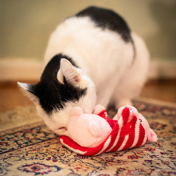Cupid & Comet 'Penny Pig In Blanket' Cat Toy image 5