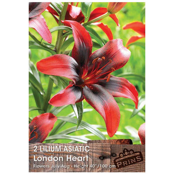 Lilium 'Asiatic London Heart' Bulbs image 0