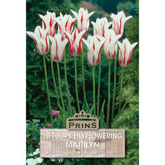 Tulip 'Marilyn' (10 bulbs) image 0