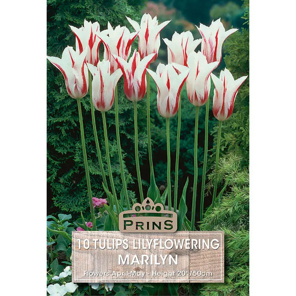 Tulip 'Marilyn' (10 bulbs) image 0