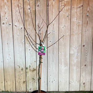 'Marjories Seedling' Plum Tree (12-Litre Pot) image 2