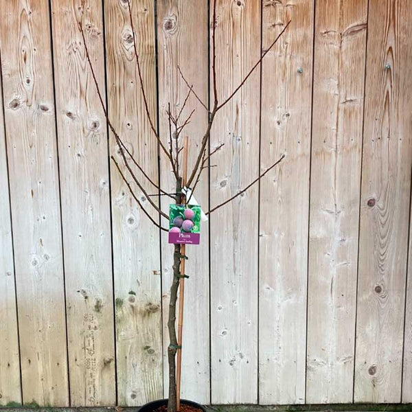 'Marjories Seedling' Plum Tree (12-Litre Pot) image 2