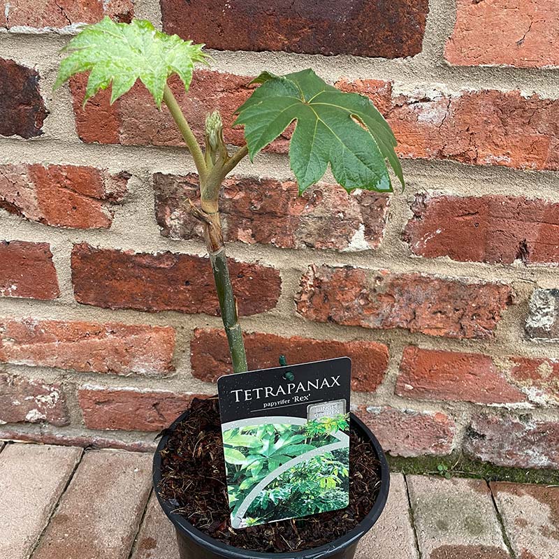 Tetrapanax papyrifer 'Rex' (2-Litre Pot) image 0